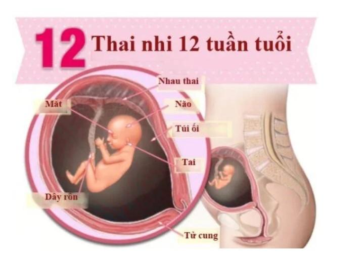 Thai 12 tuần phát triển như thế nào? -Phòng khám 43 Nguyễn Khang