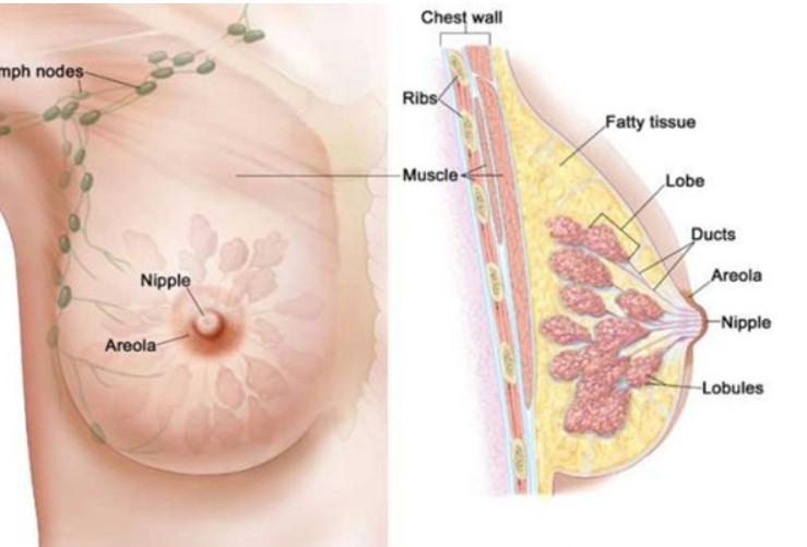 Ung thư vú và thai nghén