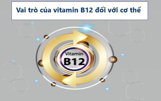 Vai trò của vitamin B12 đối với cơ thể