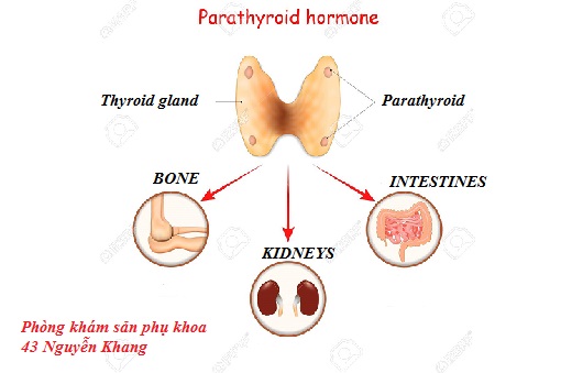 Hormon PTH là gì? ý nghĩa của nó trong xét nghiệm máu.