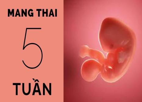 Thai 5 tuần siêu âm mà chưa thấy tim thai
