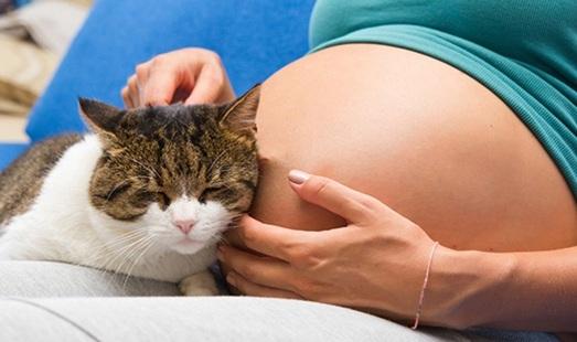 Mang thai nhiễm toxoplasma gondii có nguy hiểm không?