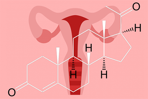 Tác dụng của progesterone đối với cơ thể