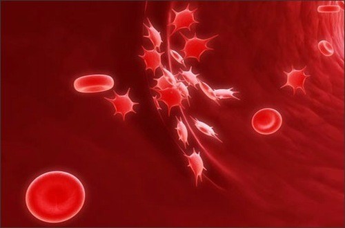 Chức năng của tế bào tiểu cầu (PLT) trong xét nghiệm máu