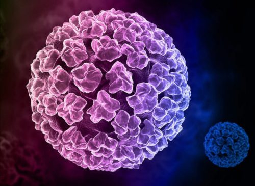 Virus HPV là gì và lây truyền qua con đường nào?