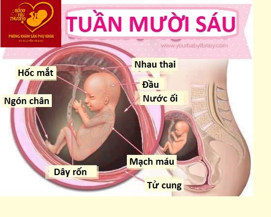 Thai 16 tuần - 19 tuần, mẹ bầu cần khám những gì?