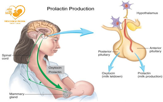 hormone Prolactin và sự tiết sữa