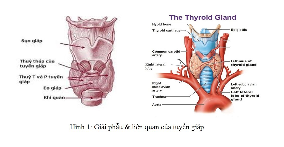 siêu âm tuyến giáp